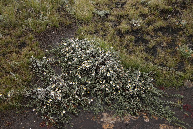 Eumorphia prostrata, photographed by Tony Rebelo
