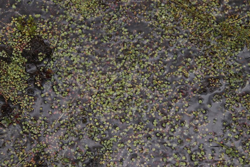Limosella vesiculosa, photographed by Tony Rebelo