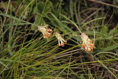Glumicalyx nutans, photographed by Tony Rebelo