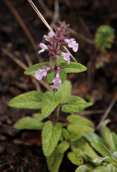 Stachys tysonii, photographed by Tony Rebelo