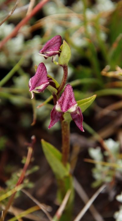 Disperis stenoplectron, photographed by Tony Rebelo