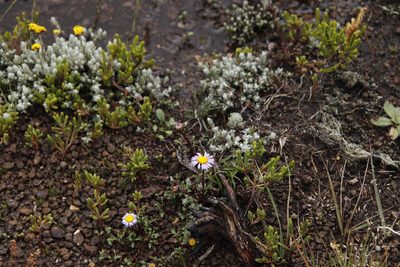 Afroaster erucifolius, photographed by Tony Rebelo