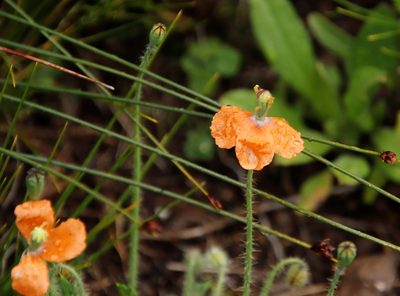 Afropapaver aculeatum