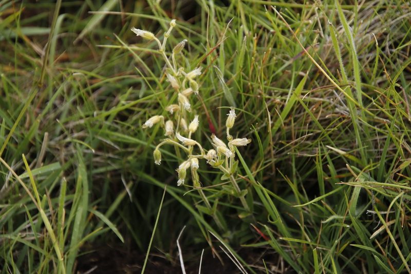 Cerastium arabidis, photographed by Tony Rebelo