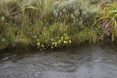 Senecio achilleifolius, photographed by Tony Rebelo