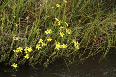 Senecio achilleifolius, photographed by Tony Rebelo