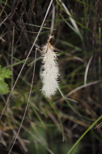 Holothrix scopularia, photographed by Tony Rebelo