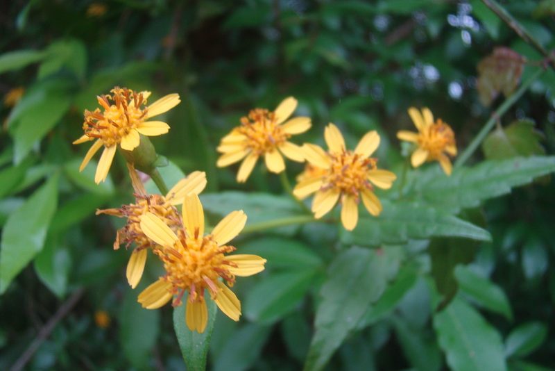 Calea pinnatifida, photographed by Lucas Kaminski