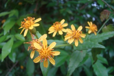 Calea pinnatifida, photographed by Lucas Kaminski
