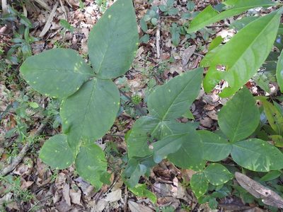 Arisaema acuminatum, photographed by Laura Gaudette