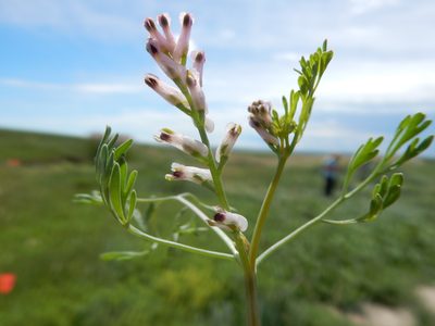 Fumaria vaillantii, photographed by Matt Lavin
