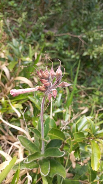Sinningia polyantha, photographed by JG