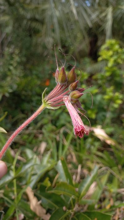 Sinningia polyantha, photographed by JG