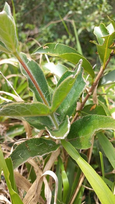 Sinningia polyantha, photographed by JG
