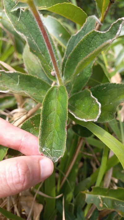 Sinningia polyantha, photographed by JG