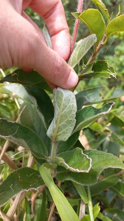 Sinningia polyantha, photographed by JG