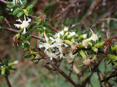 Olearia solandri, photographed by Lisa Bennett