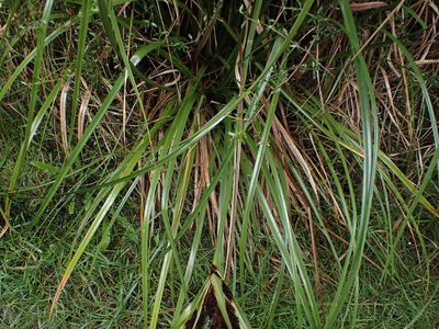Cyperus ustulatus, photographed by Lisa Bennett