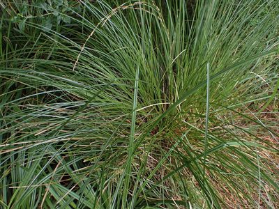 Carex secta, photographed by Lisa Bennett