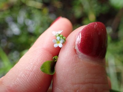Myosotis laxa, photographed by Lisa Bennett
