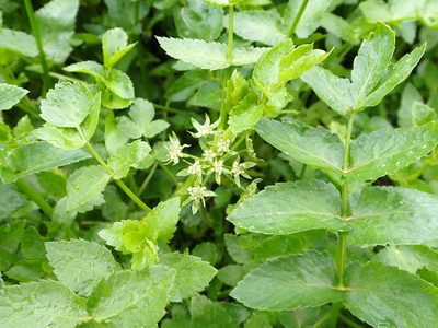 Helosciadium nodiflorum, photographed by Lisa Bennett