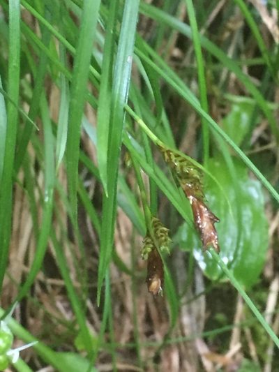 Carex umbrosa, photographed by Andre Hosper
