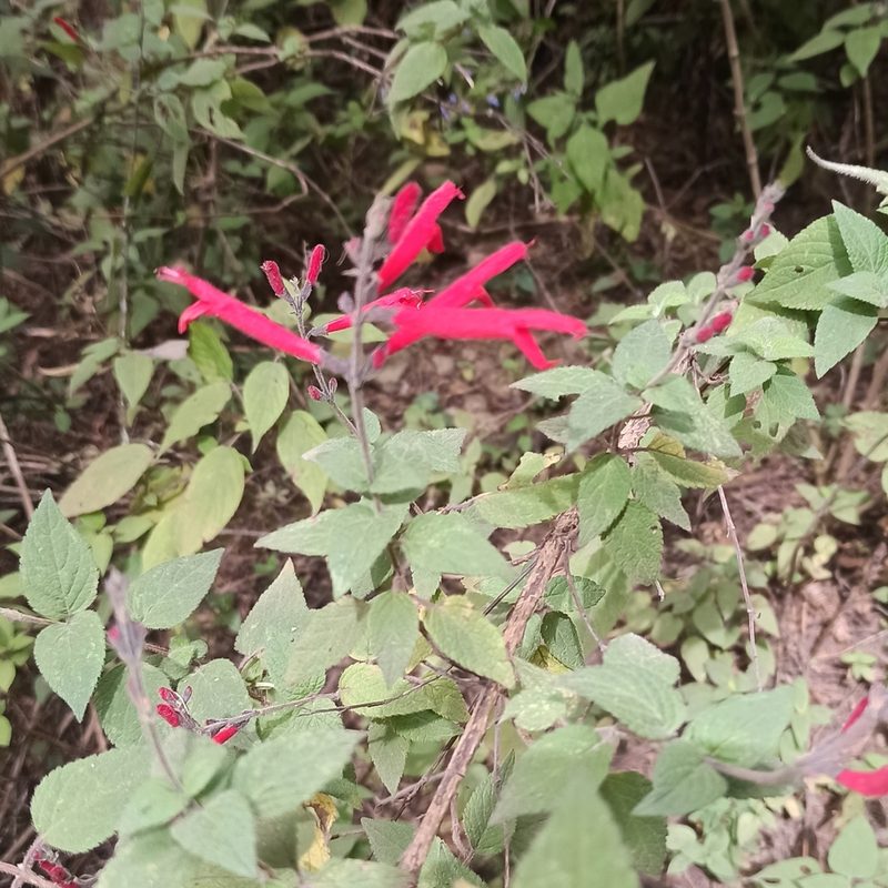 Salvia elegans, photographed by Juan Carlos Fonseca Mata