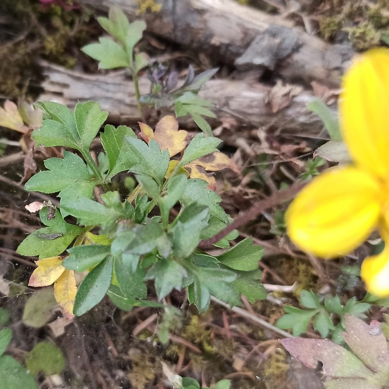 Bidens ostruthioides, photographed by Juan Carlos Fonseca Mata