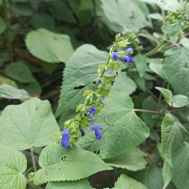 Salvia longispicata, photographed by Juan Carlos Fonseca Mata