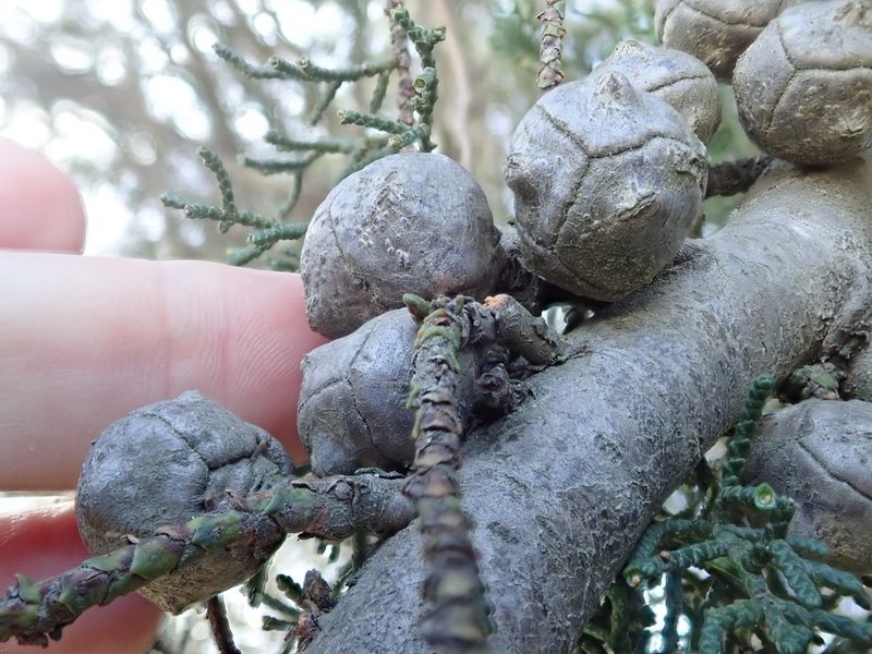 Hesperocyparis abramsiana, photographed by joergmlpts