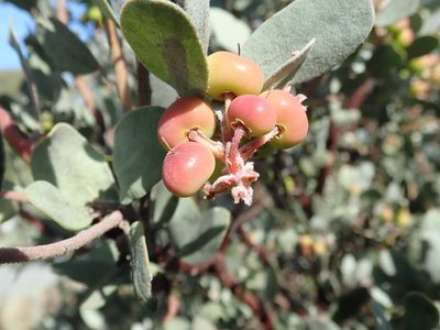 Arctostaphylos silvicola, photographed by joergmlpts