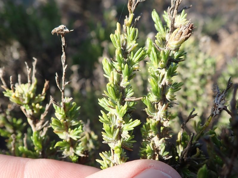 Ericameria ericoides, photographed by joergmlpts