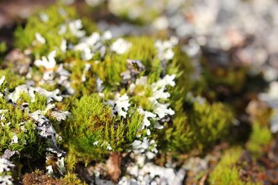 Dicranum viride, photographed by Quinten Wiegersma
