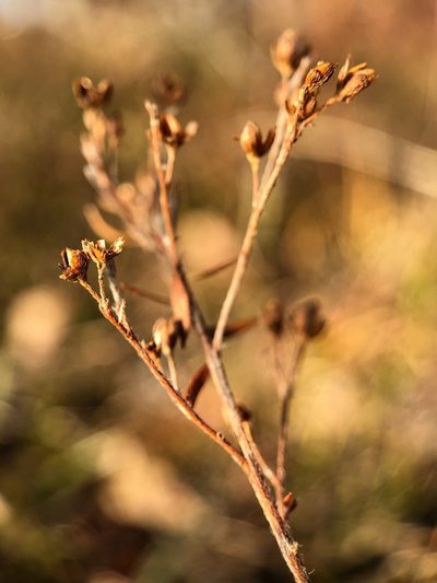 Lechea racemulosa, photographed by Nova Patch
