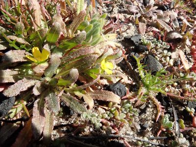 Camissoniopsis micrantha, photographed by joergmlpts