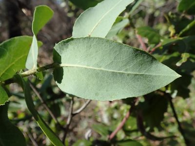 Arctostaphylos andersonii, photographed by joergmlpts