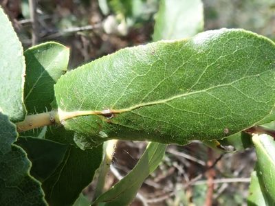Arctostaphylos andersonii, photographed by joergmlpts