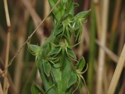 Habenaria pumila, photographed by Nicolás Lavandero