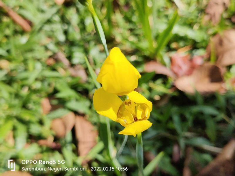 Trimezia martinicensis, photographed by Ong Jyh Seng