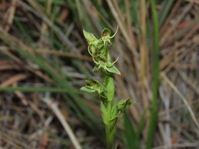 Habenaria pumila, photographed by Nicolás Lavandero