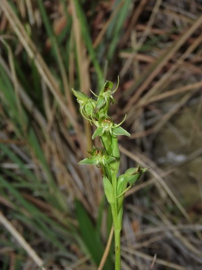 Habenaria pumila, photographed by Nicolás Lavandero