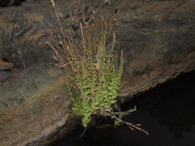 Stemodia durantifolia, photographed by Nicolás Lavandero