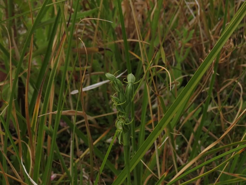 Habenaria pumila, photographed by Nicolás Lavandero