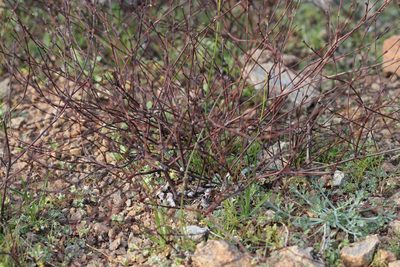 Eriogonum luteolum, photographed by Nicholas Wei