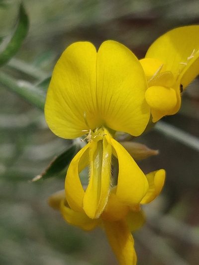 Genista tenera, photographed by Vítor Jorge