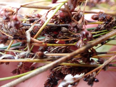 Juncus kraussii, photographed by Lisa Bennett