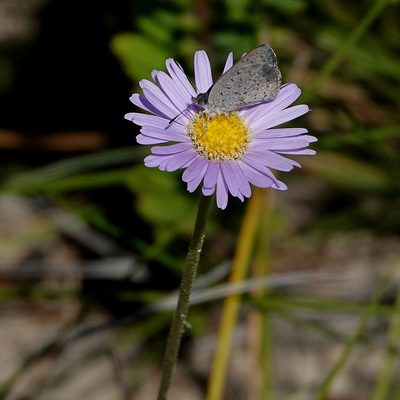 Brachyscome spathulata, photographed by Max Campbell