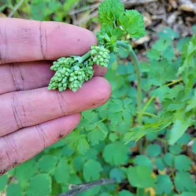 Thalictrum fendleri, photographed by Dan Horowitz