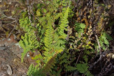 Myriopteris tomentosa, photographed by Michelle W. （鍾偉瑋）