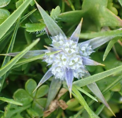 Eryngium vesiculosum, photographed by corunastylis